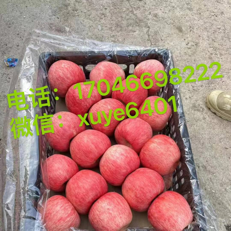 富士乔纳金国光黄元帅寒富奶油富士等品种齐全