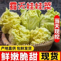 【电商娃娃菜】娃娃菜大小规格齐全保证质量河南一手货源电联