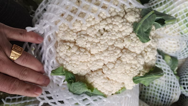 松花菜大量供应欢迎老板们前来采购