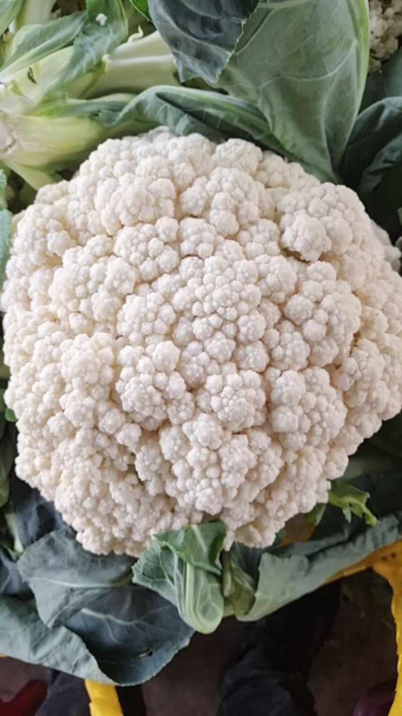 松花菜大量供应欢迎老板们前来采购