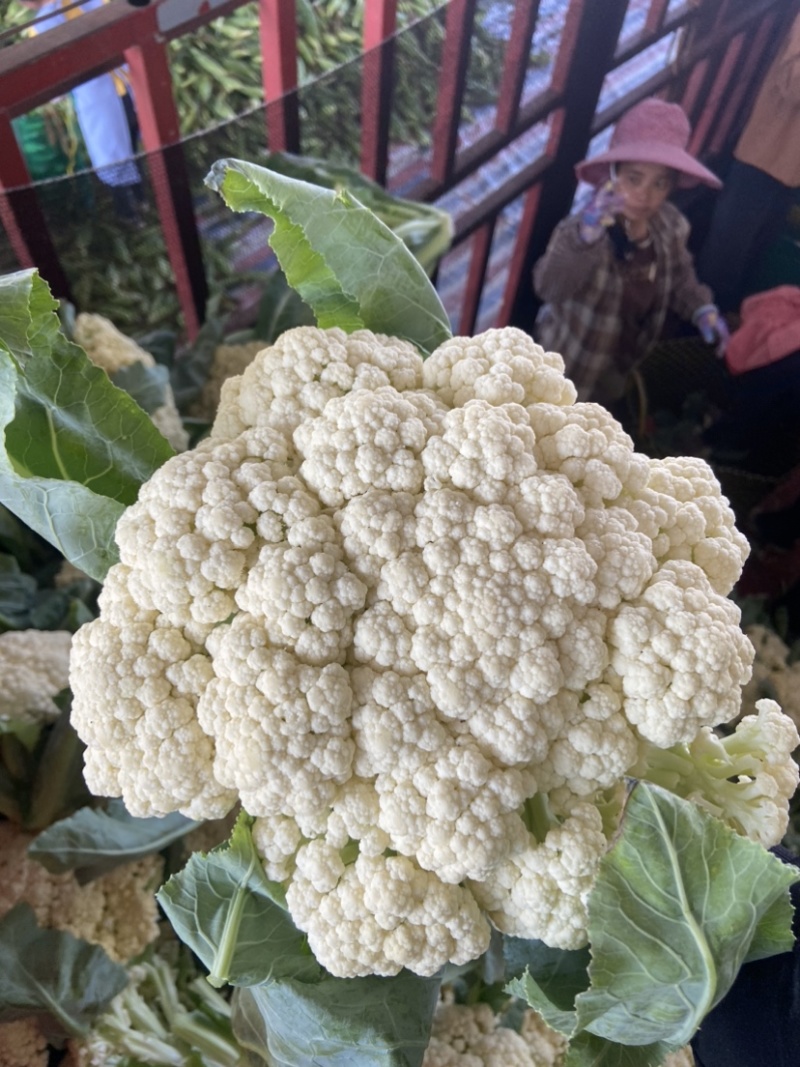 松花菜大量供应欢迎老板们前来采购