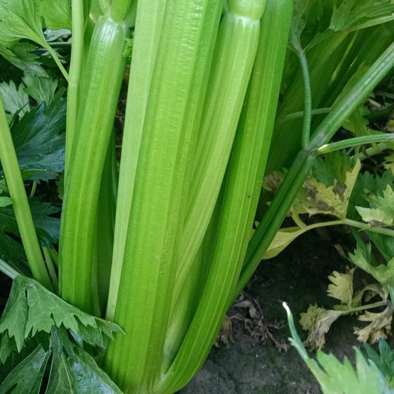 【热卖西芹】西芹河南郸城产地直供新鲜采摘可视频拿货电联优