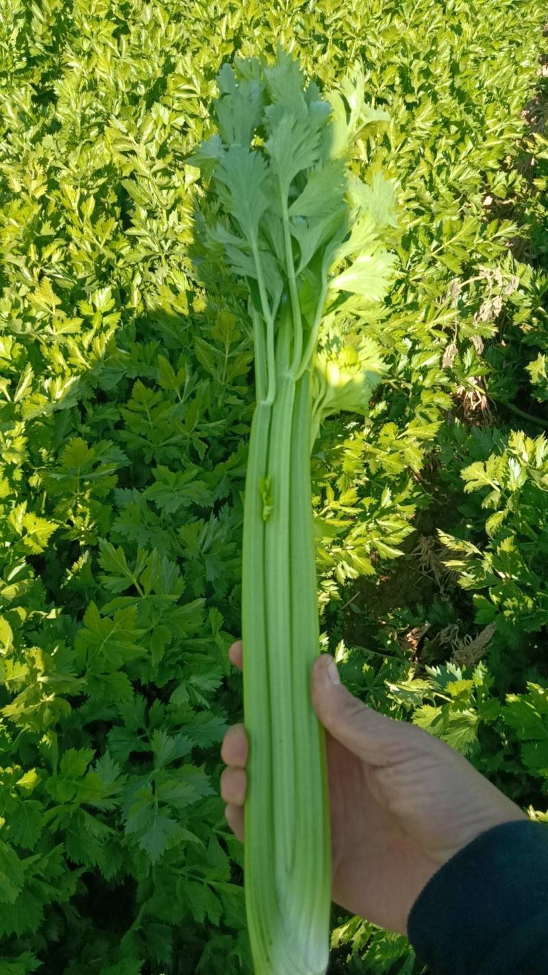 【热卖西芹】西芹河南郸城产地直供新鲜采摘可视频拿货电联优
