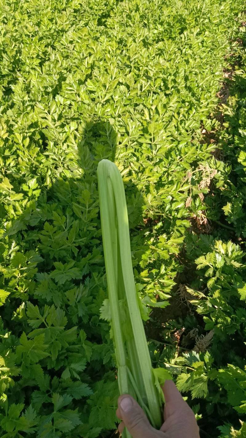 【热卖西芹】西芹河南郸城产地直供新鲜采摘可视频拿货电联优