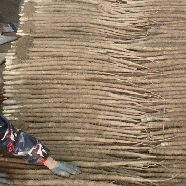 河北辛集产地小白嘴白山药大量有货