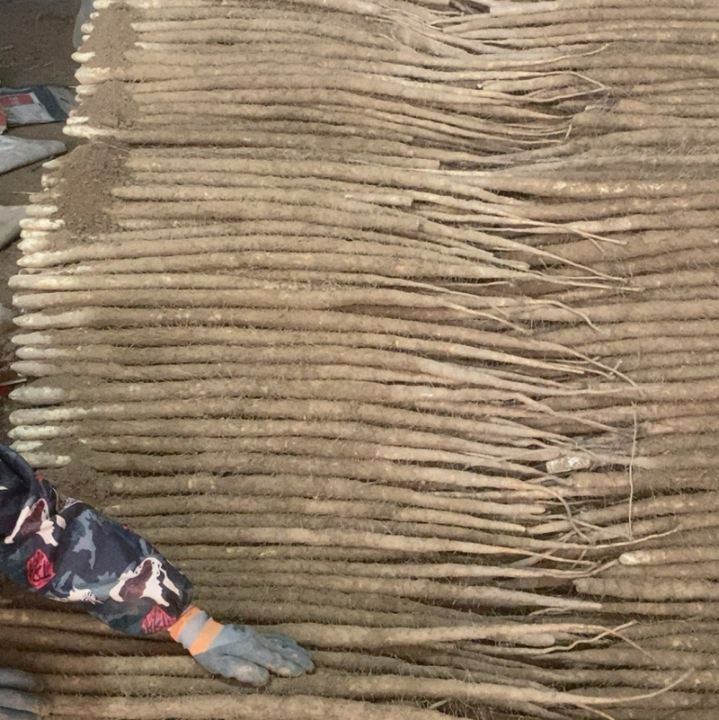 河北辛集产地小白嘴白山药大量有货