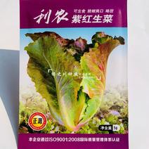 利农紫红生菜种子脆嫩爽口蔬菜种子四季速生叶菜种籽略甜