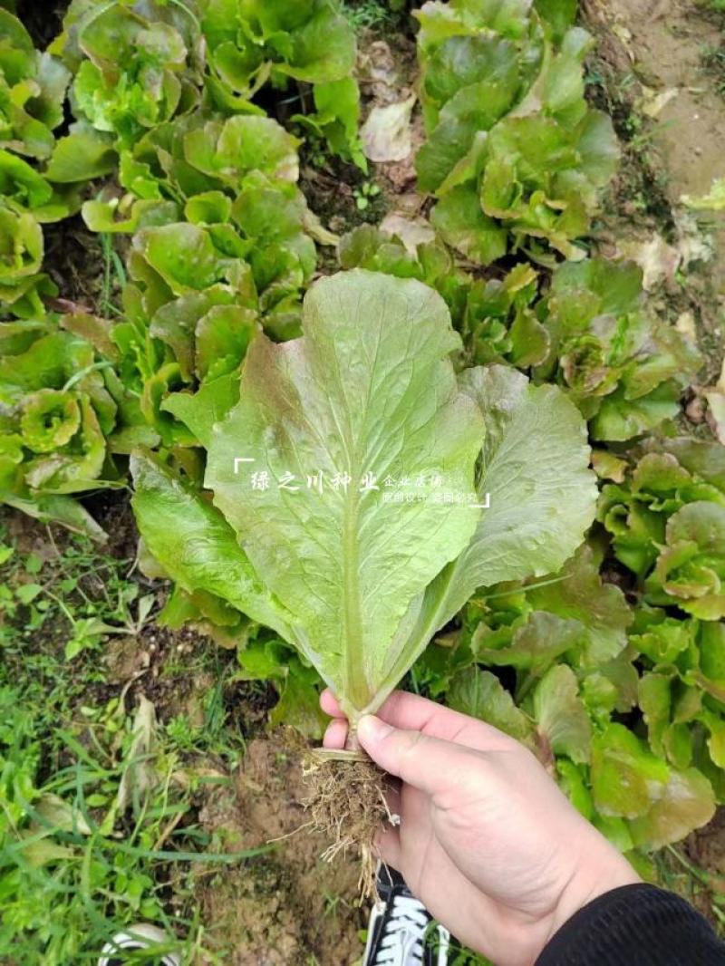 利农紫红生菜种子脆嫩爽口蔬菜种子四季速生叶菜种籽略甜