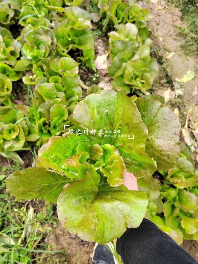 利农紫红生菜种子脆嫩爽口蔬菜种子四季速生叶菜种籽略甜