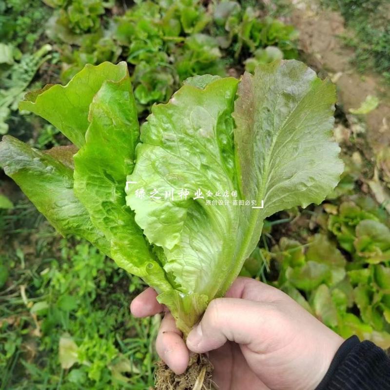 利农紫红生菜种子脆嫩爽口蔬菜种子四季速生叶菜种籽略甜