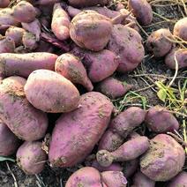 紫罗兰紫薯，