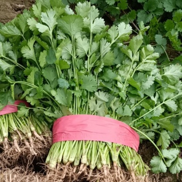 精品香菜大量现货有需要的老板联系