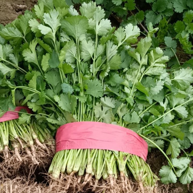 精品香菜大量现货有需要的老板联系