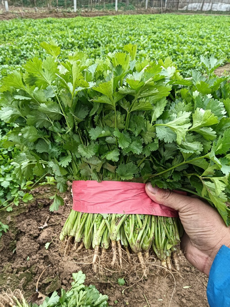 精品香菜大量现货有需要的老板联系