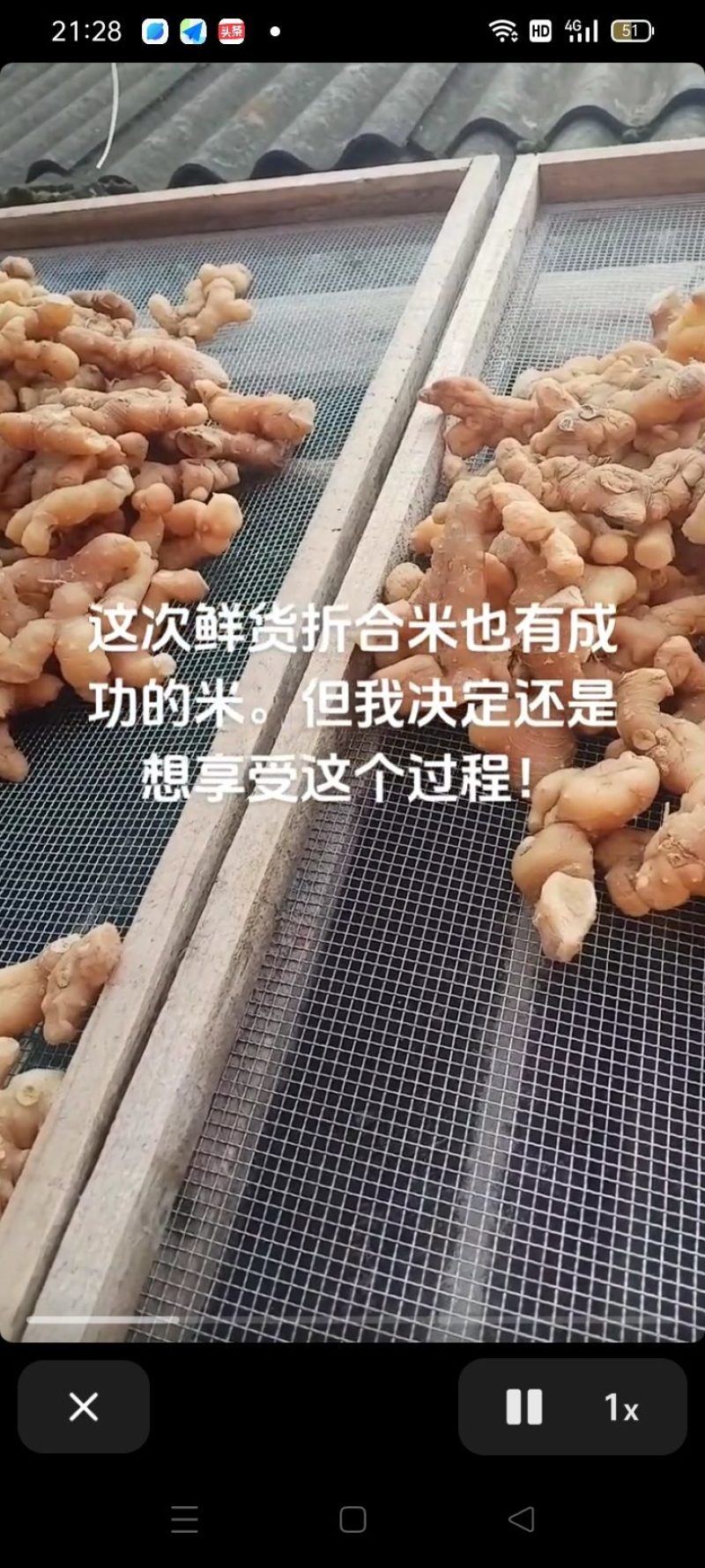 预售野生黄精（干货）