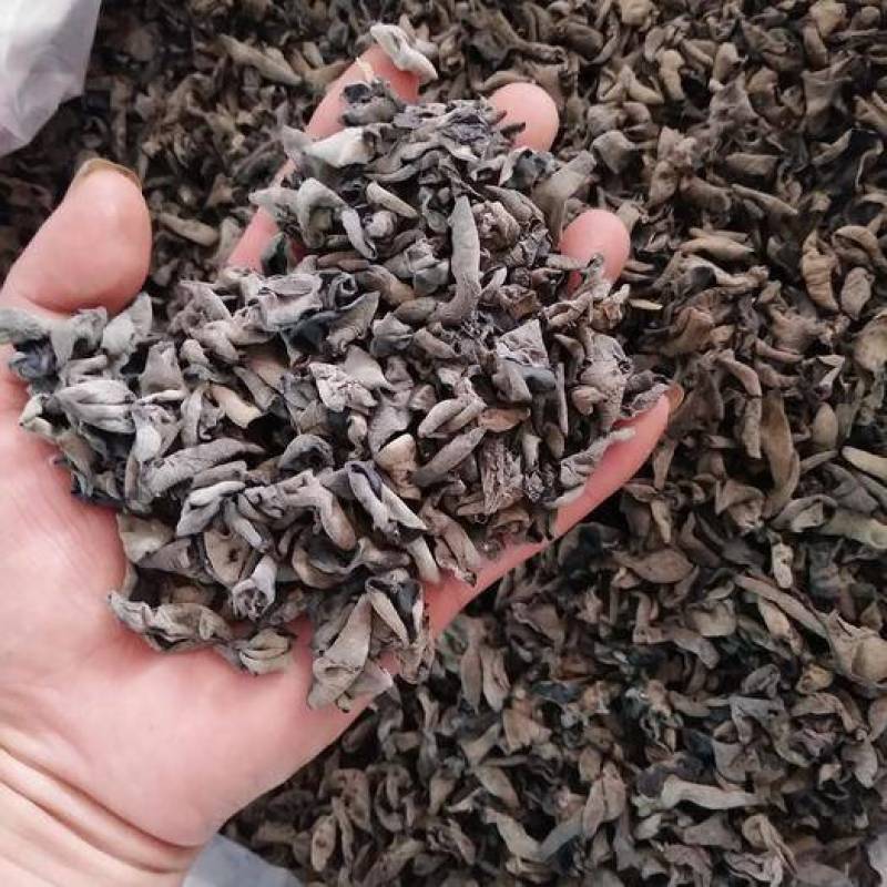 精选黑木耳，保质保量，大量有货，欢迎各地采购老板欢迎来电