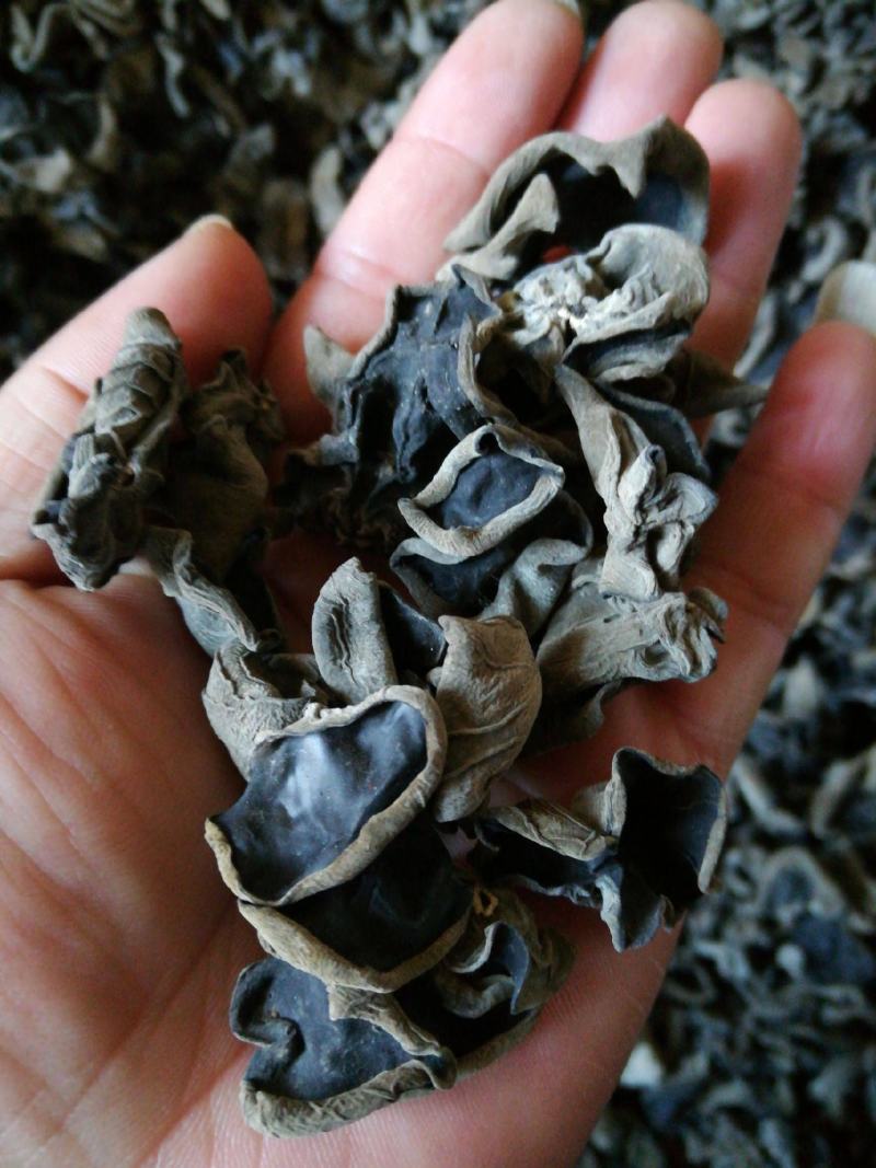 精选黑木耳，保质保量，大量有货，欢迎各地采购老板欢迎来电