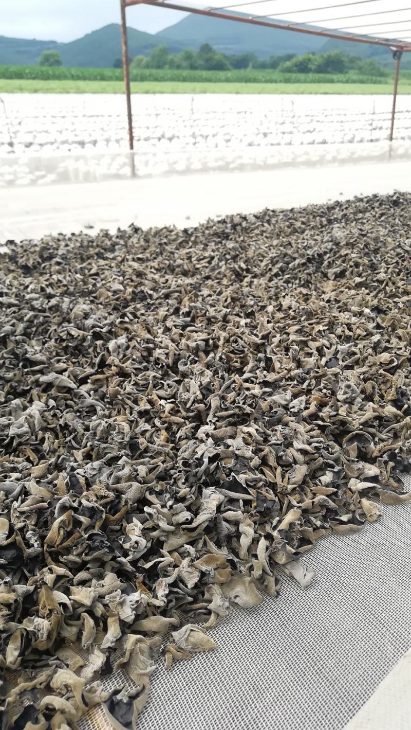 精选黑木耳，保质保量，大量有货，欢迎各地采购老板欢迎来电