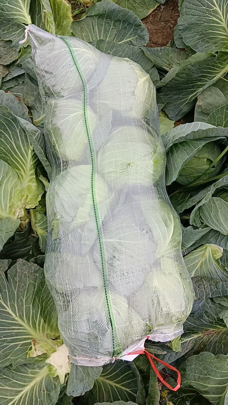 精品甘蓝圆包菜湖北嘉鱼产地直发黄金甲、楚禾、斯特丹圆甘蓝