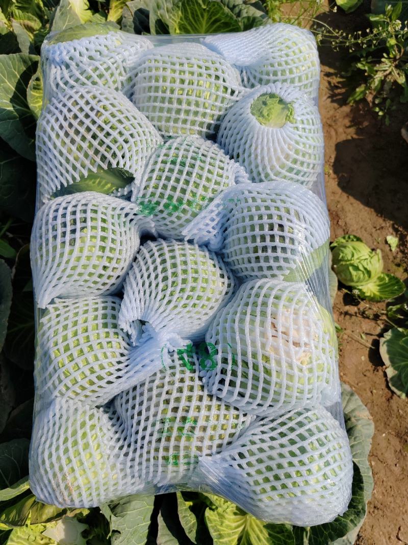 精品甘蓝圆包菜湖北嘉鱼产地直发黄金甲、楚禾、斯特丹圆甘蓝