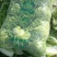 嘉鱼黄心大白菜产地直发湖北矮颗精品大白菜一手货源全国发货