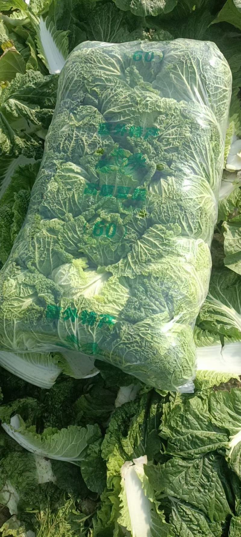 嘉鱼黄心大白菜产地直发湖北矮颗精品大白菜一手货源全国发货