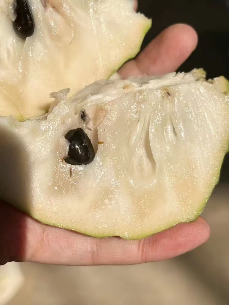 云南释迦果