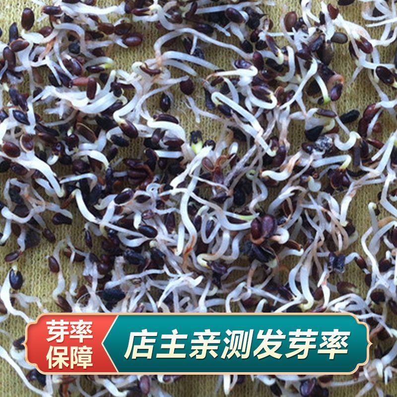 桔梗种子