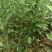 优质香橙砧木苗小叶软枝香橙苗香橙小苗嫁接专用苗香橙实生苗