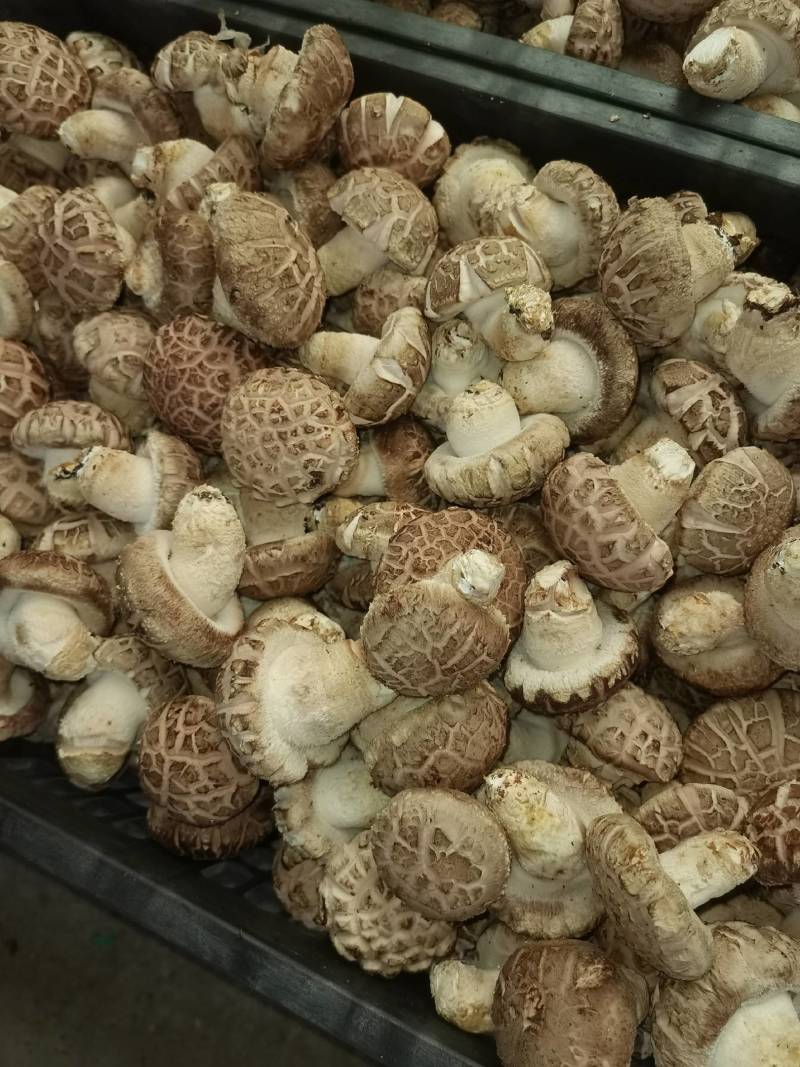 自家种植基地采摘精品香菇已上市欢迎新老客户订购
