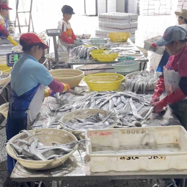 舟山带鱼冷冻带鱼精品礼盒厂家直发无中间商供电商市场