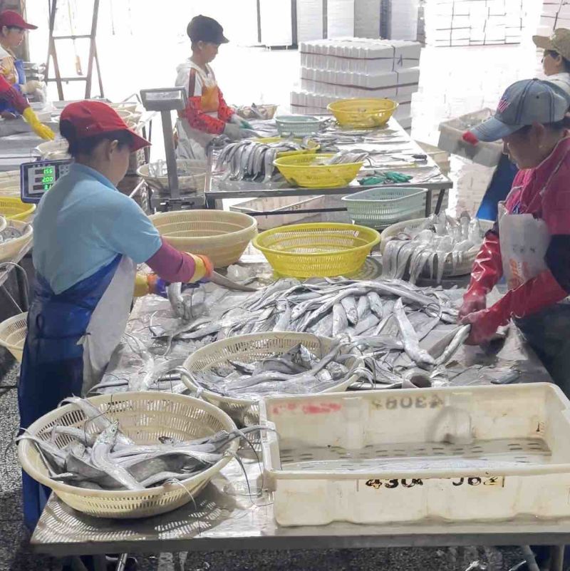 舟山带鱼冷冻带鱼精品礼盒厂家直发无中间商供电商市场
