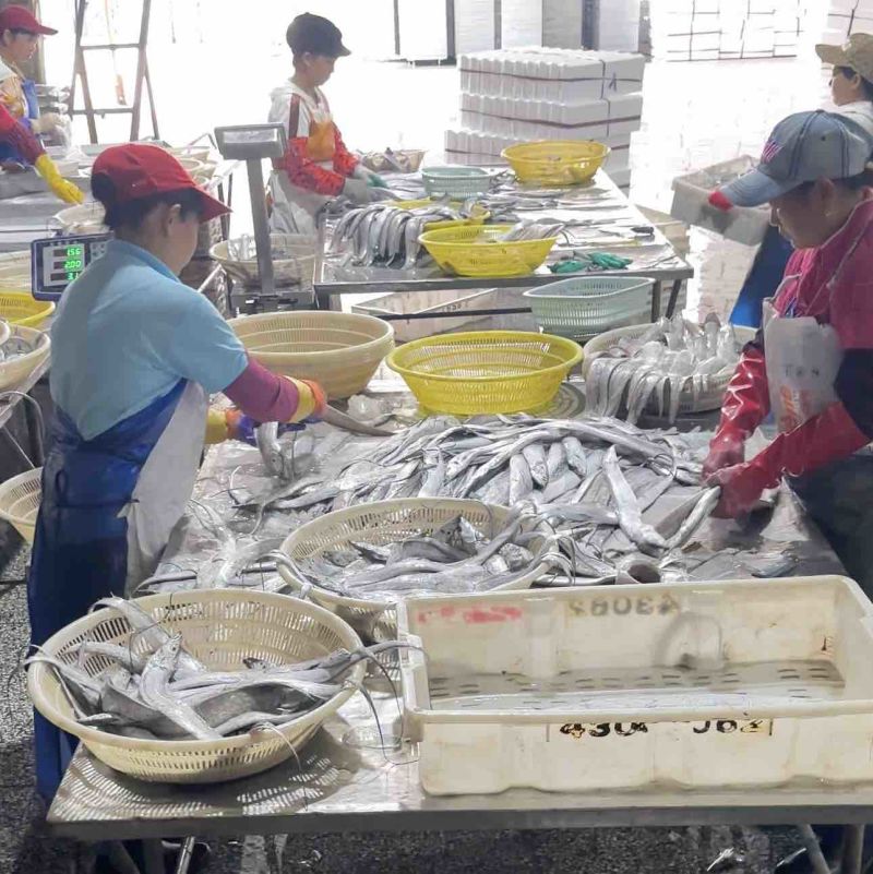 舟山带鱼冷冻带鱼精品礼盒厂家直发无中间商供应电商市场