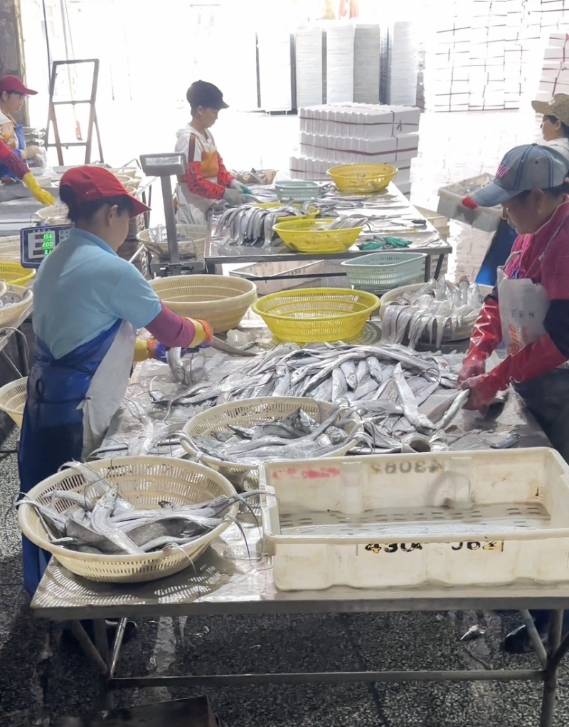 舟山带鱼冷冻带鱼精品礼盒厂家直发无中间商供应电商市场
