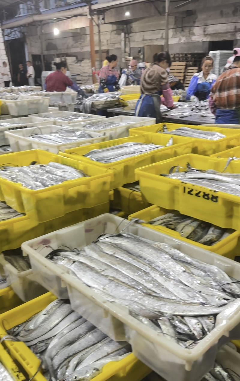 舟山带鱼冷冻带鱼精品礼盒厂家直发无中间商供应电商市场