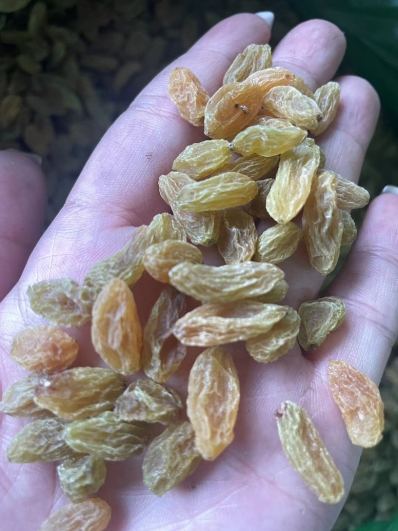 葡萄干展会地摊电商新疆特产青葡萄干红葡萄干提子干奶提