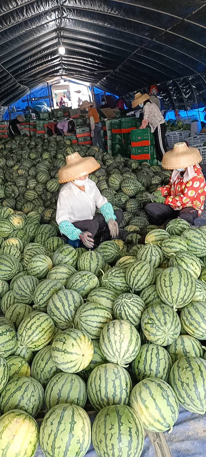 雷州市大棚美都无籽精品西瓜上市，一手货源，产地直发……