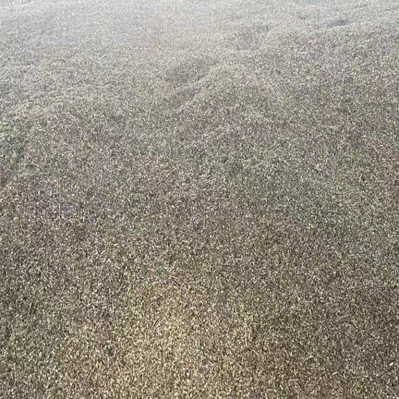 白花前胡种子