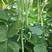 比亚久1号小金豆种子适合春秋栽培荚长浅绿色中早熟