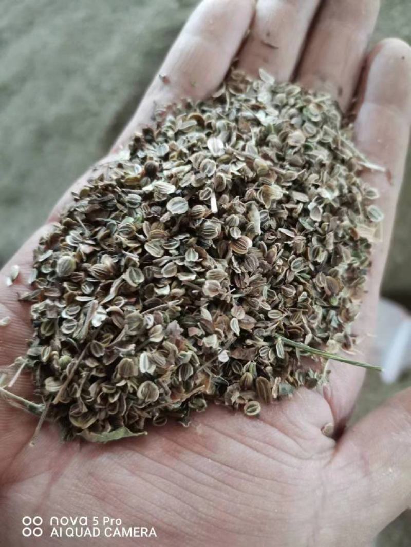 白花前胡种子