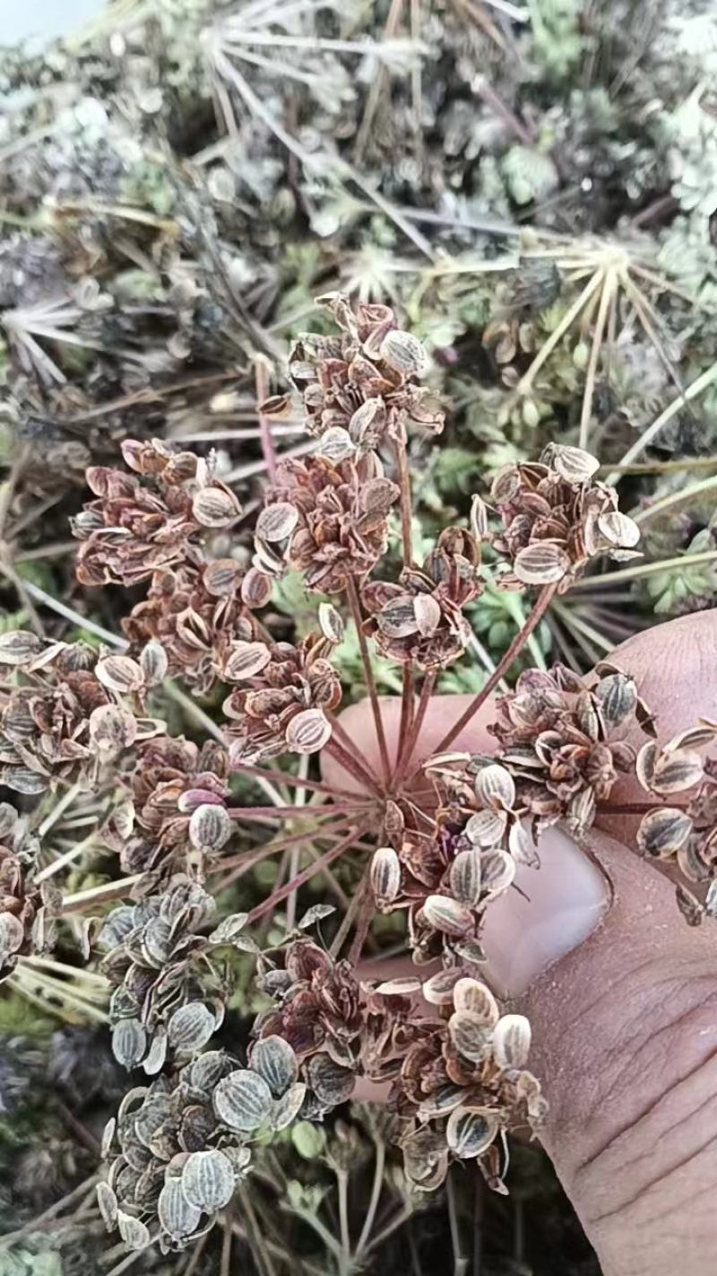 白花前胡种子