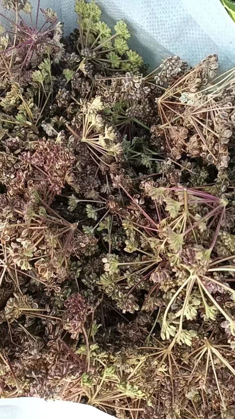 白花前胡种子