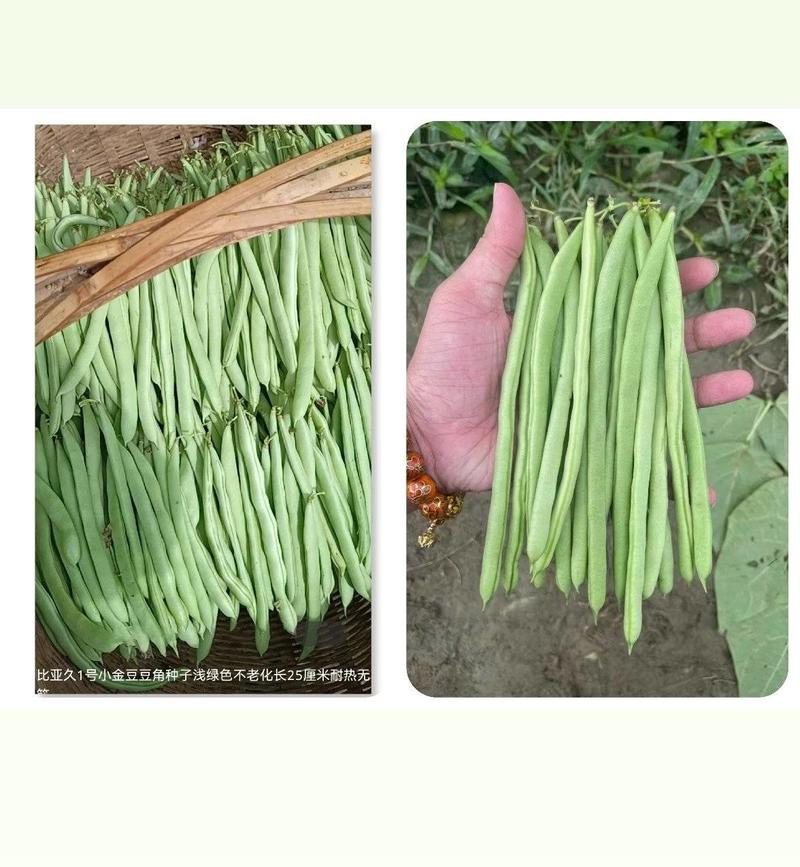 比亚久1号小金豆种子适合春秋栽培荚长浅绿色中早熟