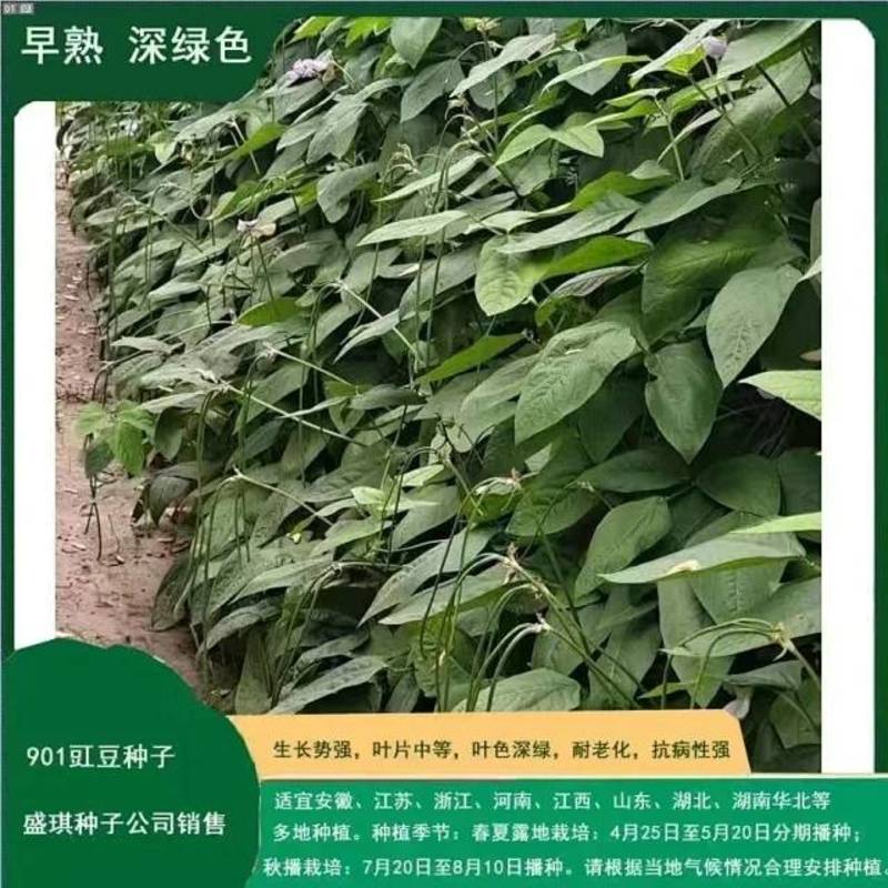 901长豇豆种子豆角种子适合春秋栽培耐热能力强