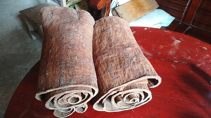 厚油桂