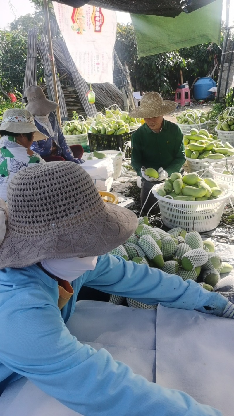 海南三亚正宗金黄芒