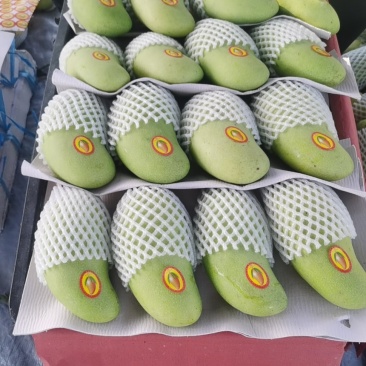 海南三亚正宗金黄芒