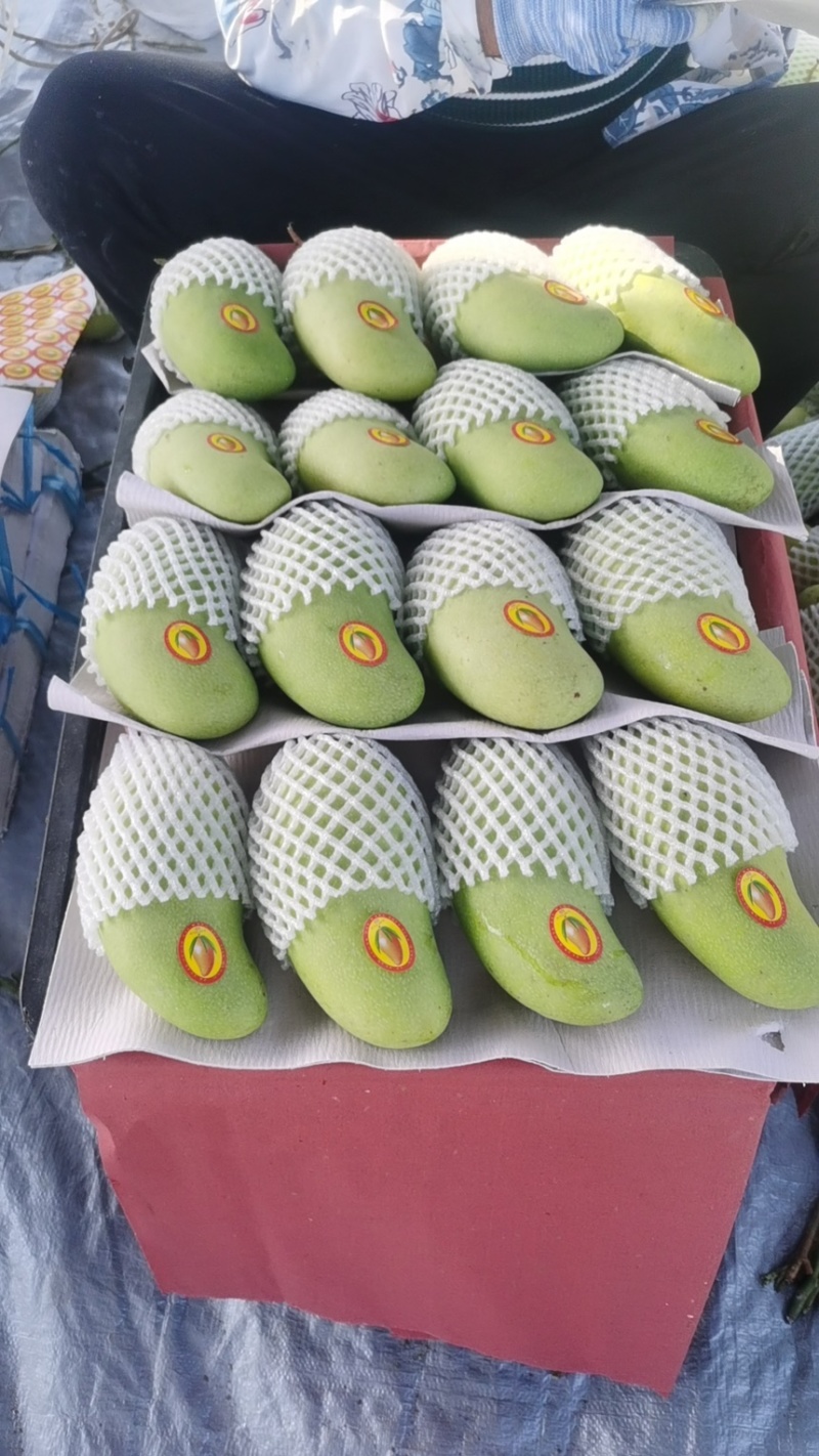 海南三亚正宗金黄芒