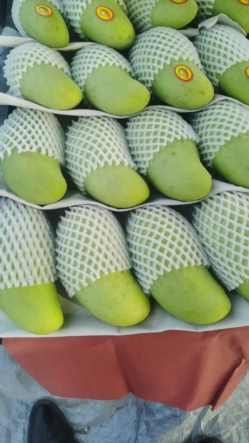 海南三亚正宗金黄芒