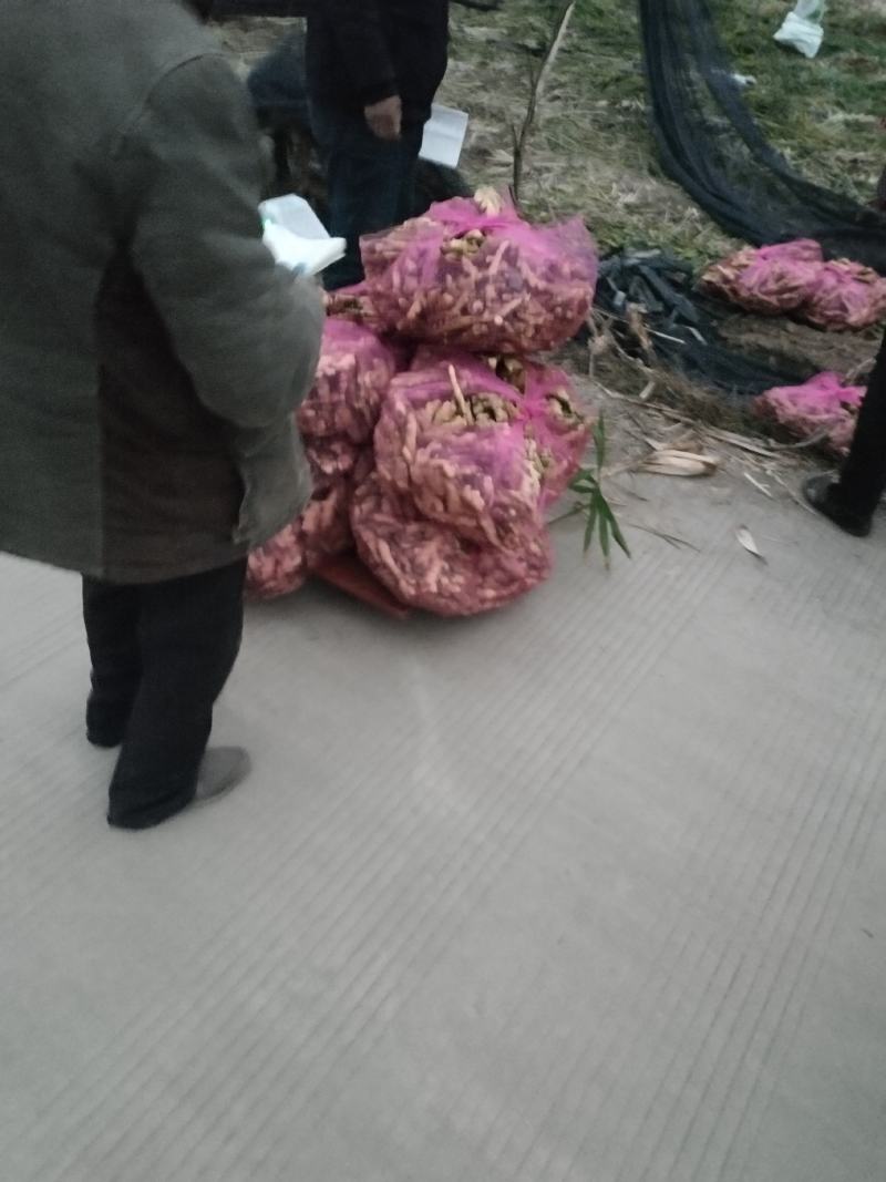 大黄姜，小黄姜